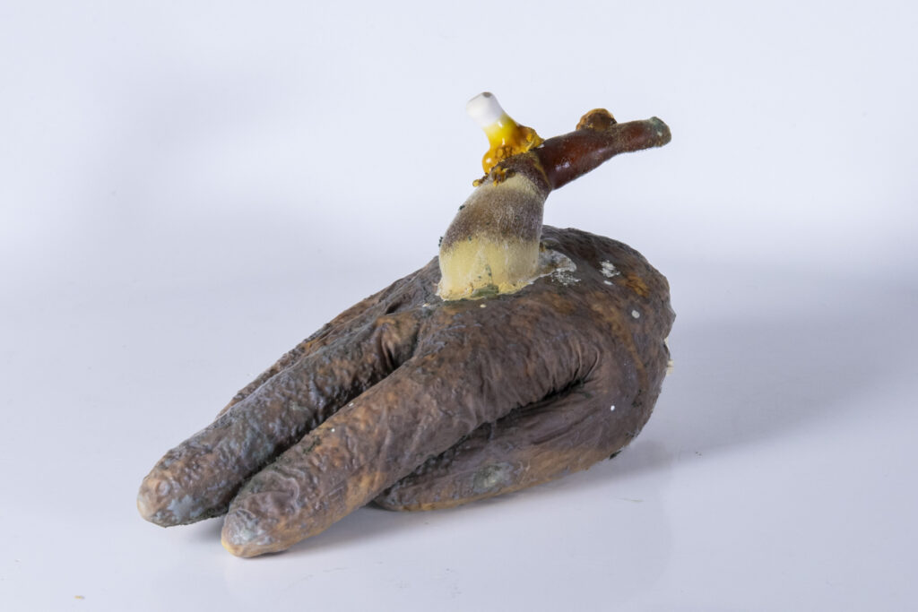 Objekt aus Latexhandschuh mit fingerartigen Auswüchsen aus Myzel und variierender Struktur.