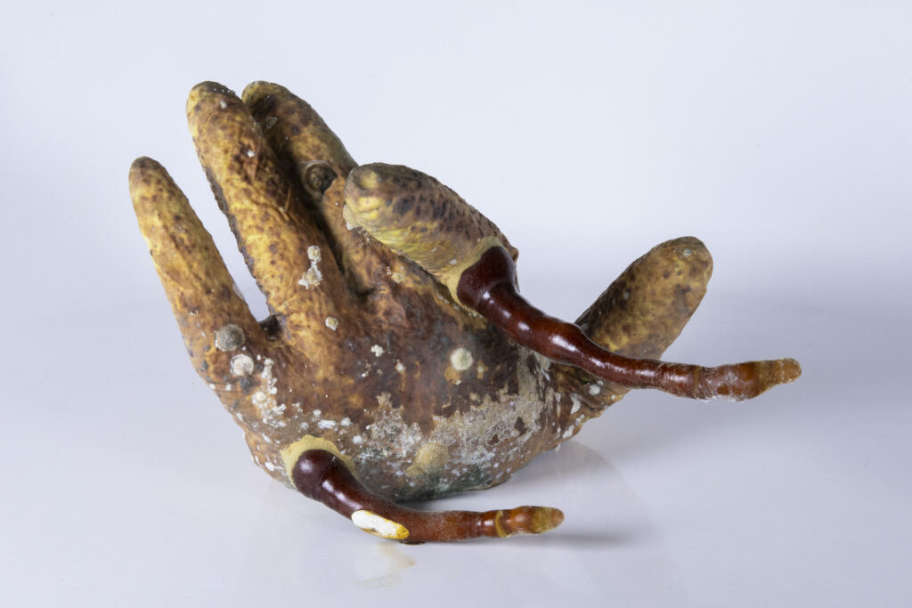 Latexhandschuh mit mehreren myzelartigen Ausformungen, asymmetrisch verteilt.