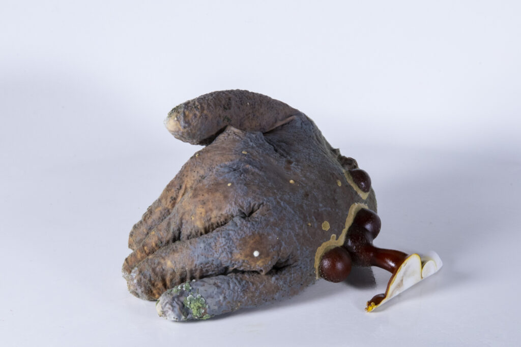 Latexhandschuh mit organisch gewachsenen myzelartigen Formen und unregelmäßiger Oberfläche.