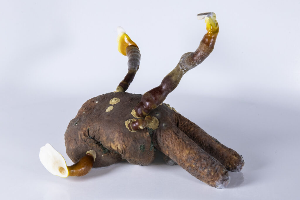 Objekt aus Latexhandschuh, durchzogen von Myzel, mit sichtbarer Verformung des Materials.