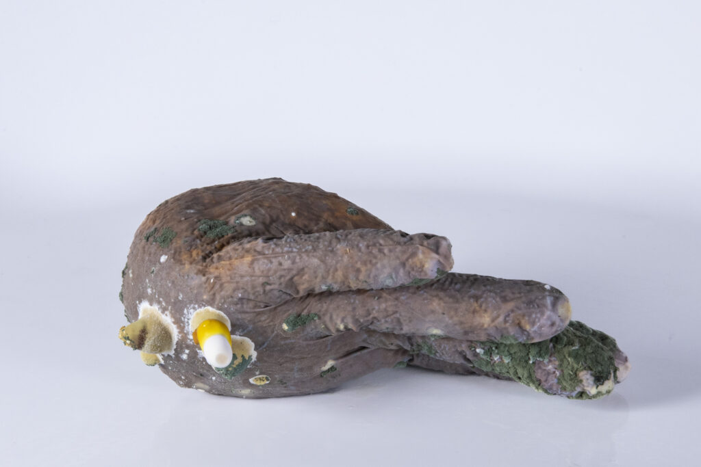 Latexhandschuh, aus dem mehrere fingerartige Formen aus Myzel hervortreten.