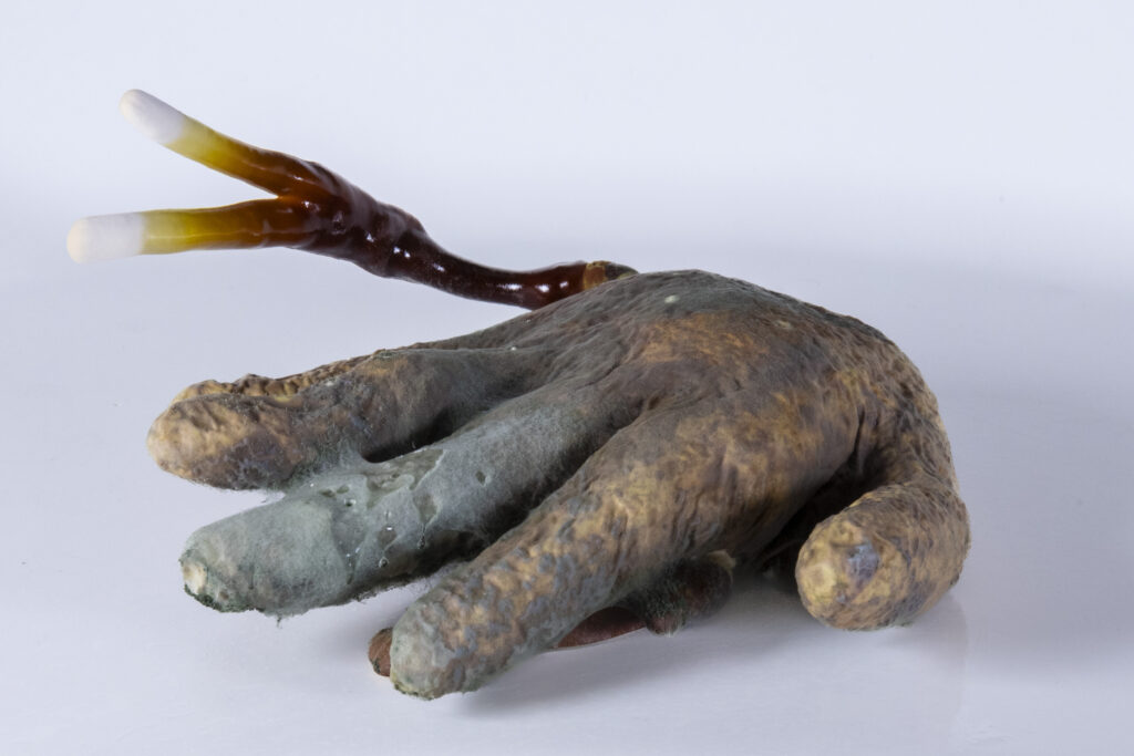 Objekt aus Latexhandschuh, durchzogen von Myzel, mit verdickten fingerartigen Formen.