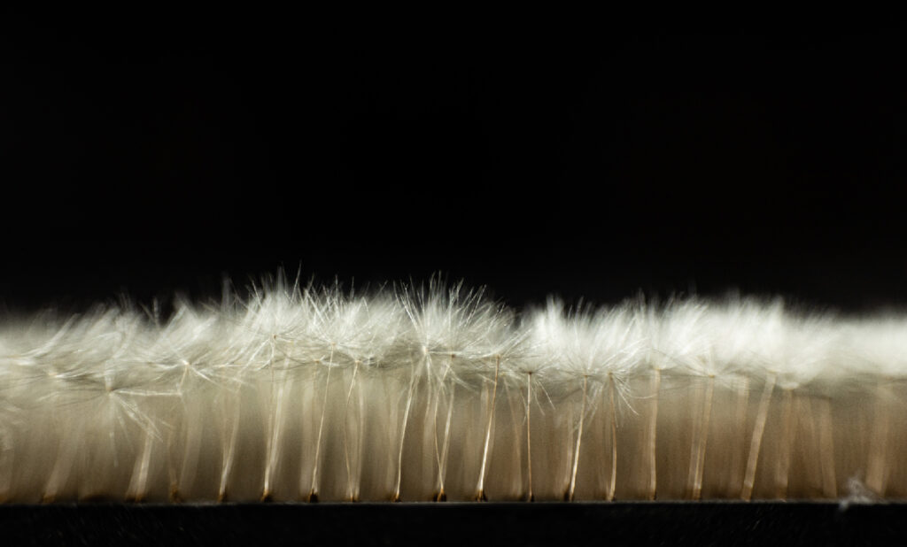 Nahaufnahme der Oberfläche einer Bildtafel mit dicht gesetzten Löwenzahnsamen in vertikaler Ausrichtung.